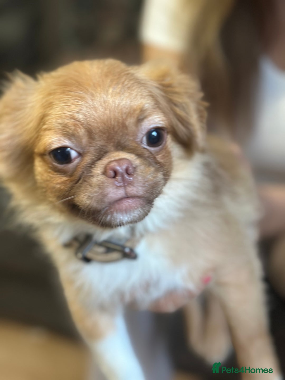 Mixed Breed dogs for sale: pug x Russian pom girl  - Image 5