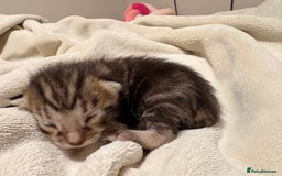 Bengal cats for sale: 5 bengal kittens  - Image 5