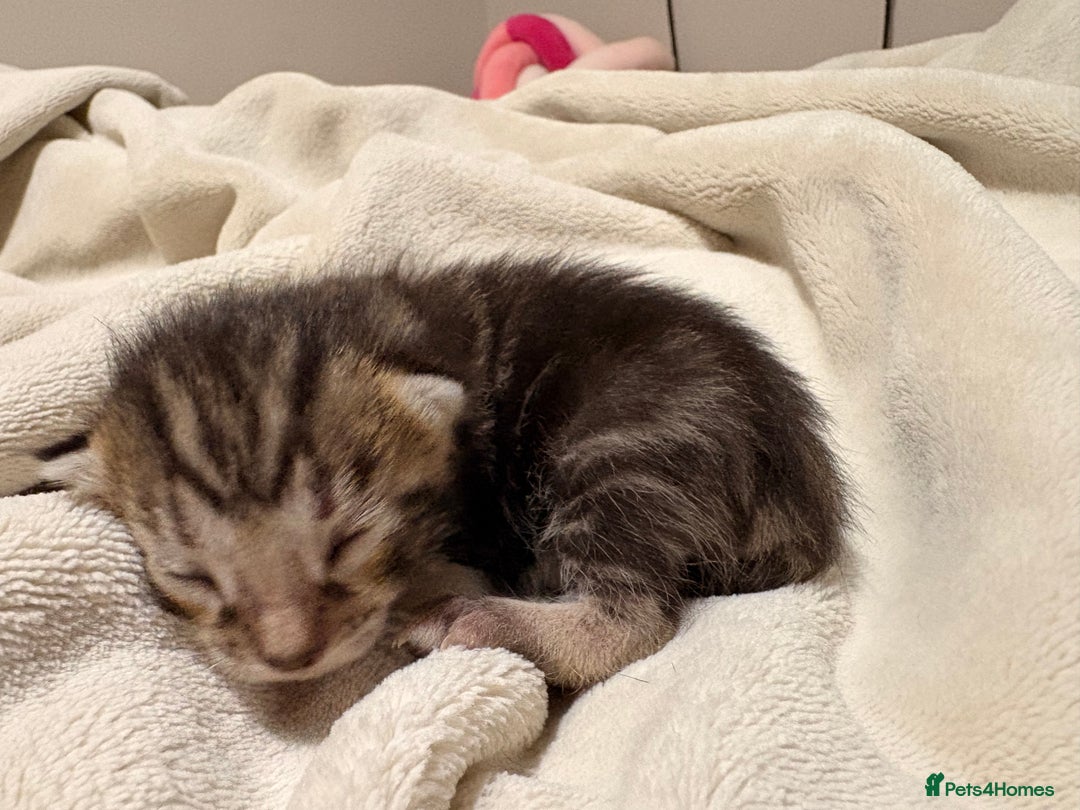 Bengal cats for sale: 5 bengal kittens  - Image 5