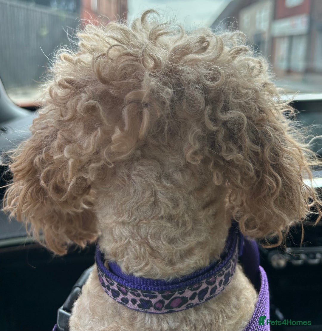 Toy Poodle dogs for sale: Beautiful red Toy Poodle puppies non kc - Advert 3