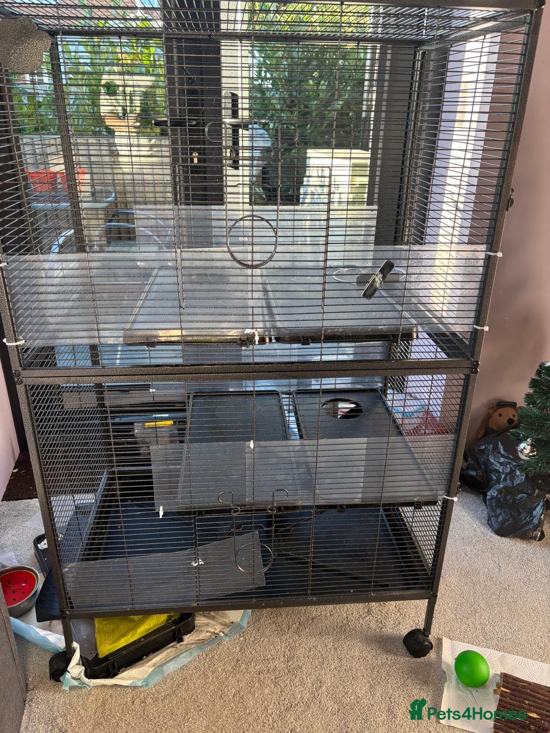 Rat rodents for sale: Dumbo Rats - Advert 11