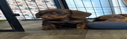 Miniature Dachshund dogs for sale: Chocolate dachshund girls  - Advert 5