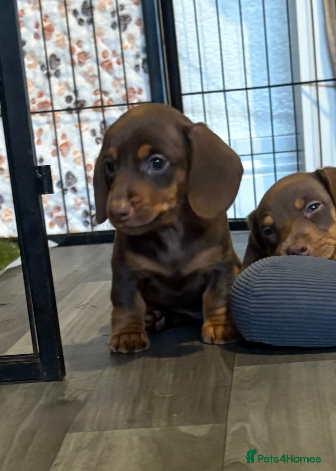 Miniature Dachshund dogs for sale: Chocolate dachshund girls  - Advert 5