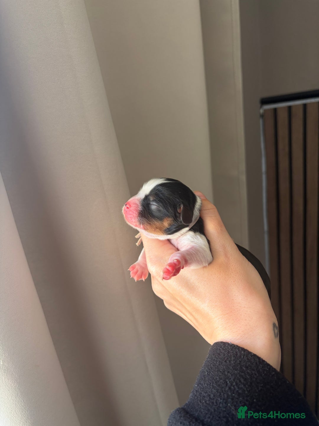 Cavalier King Charles Spaniel dogs for sale: Beautiful KC Registered Cavalier King Charles Pups - Advert 8