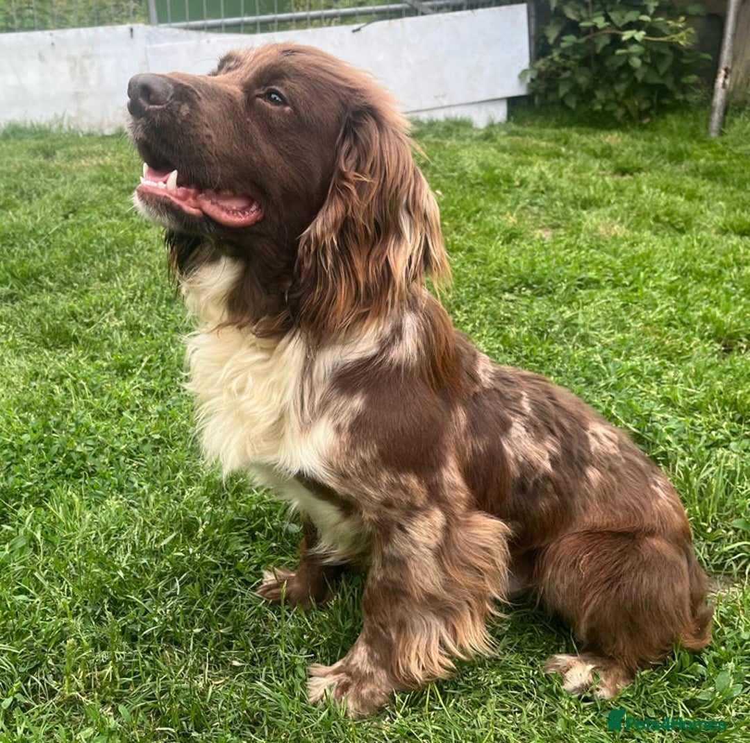 Cocker Spaniel dogs for sale: ✨️ 🐾COCKER SPANIEL🐾✨️- ⚠️LITTER DUE DECEMBER ⚠️  - Advert 3