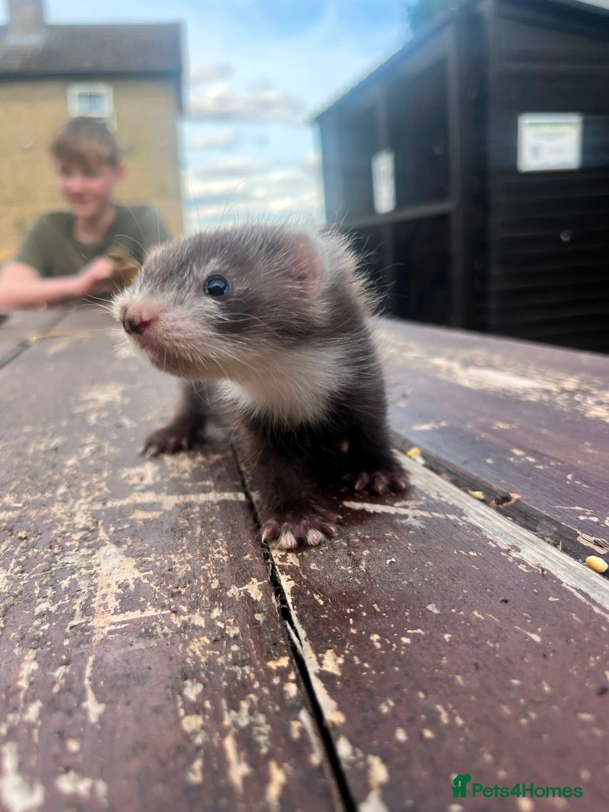Ferret rodents 8 Beautiful Angora Cross Baby Polecats - Advert 2
