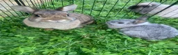 Netherland Dwarf rabbits for sale: URGENT 1 LEFT - Advert 27