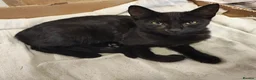 Mixed Breed cats for sale: Adorable 9 month old sisters  - Advert 6