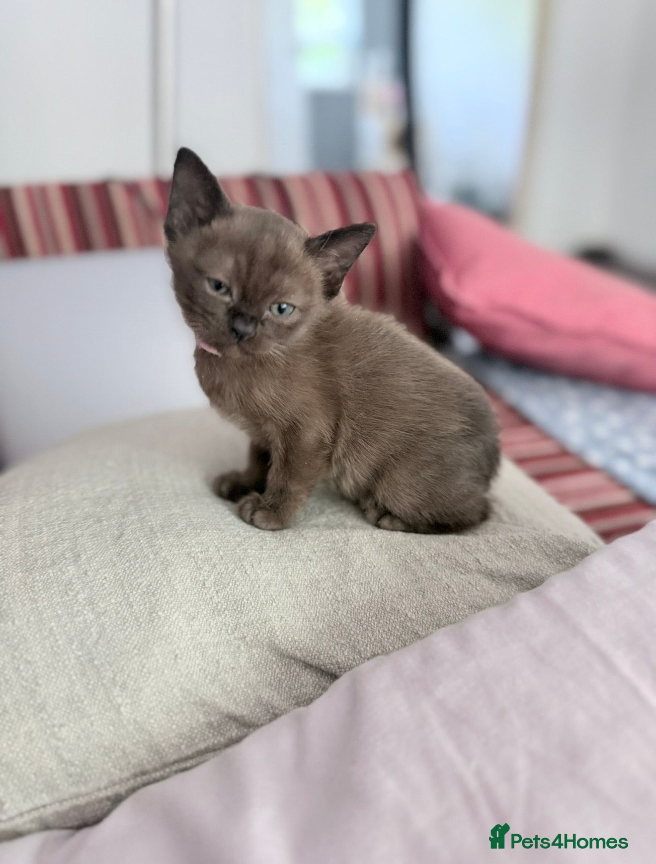 Burmese cats Brown girl available-Home Raised Pedigree Burmese - Advert 2
