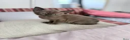 Burmese cats for sale: Brown girl available-Home Raised Pedigree Burmese - Advert 2
