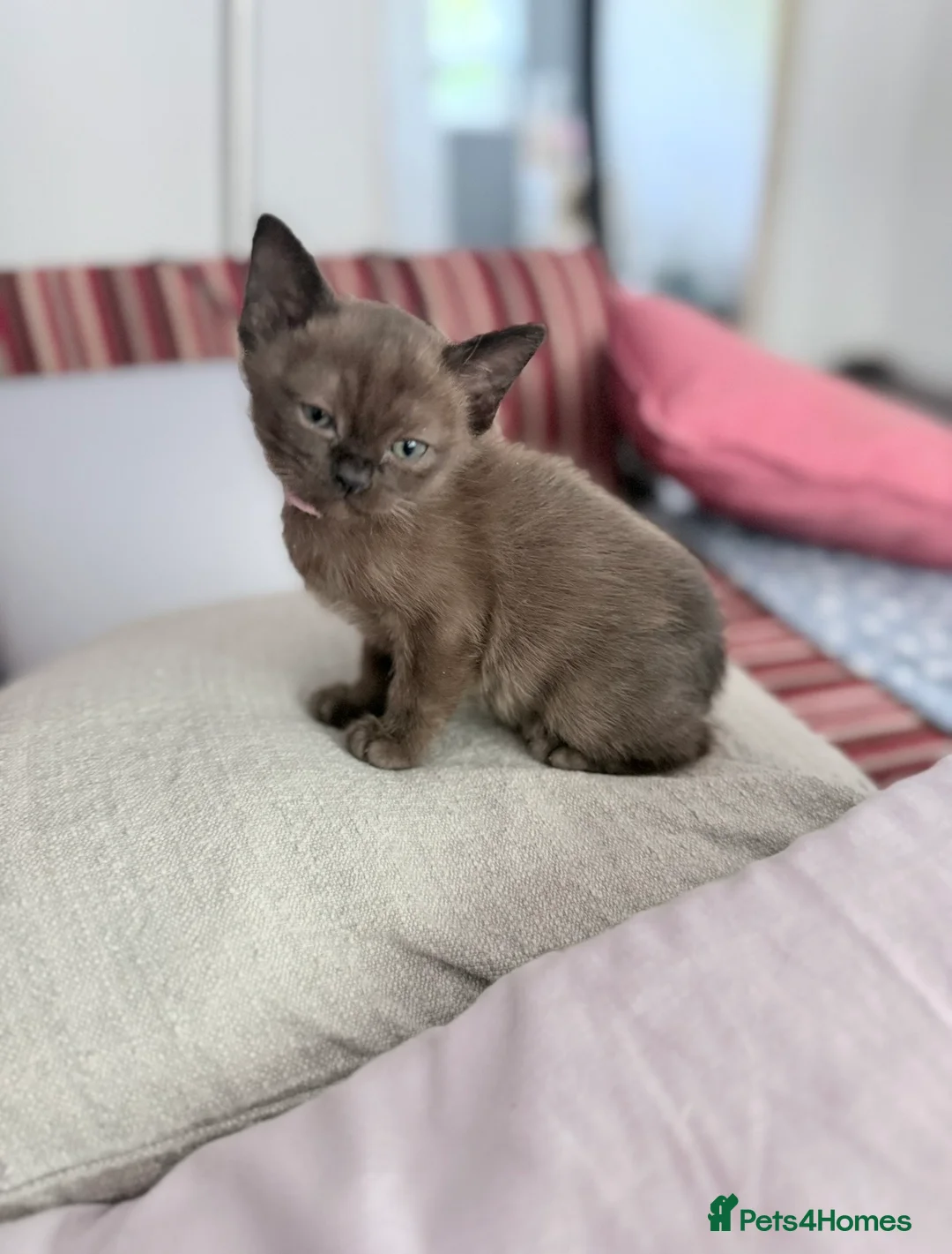 Burmese cats for sale: Brown girl available-Home Raised Pedigree Burmese - Advert 2