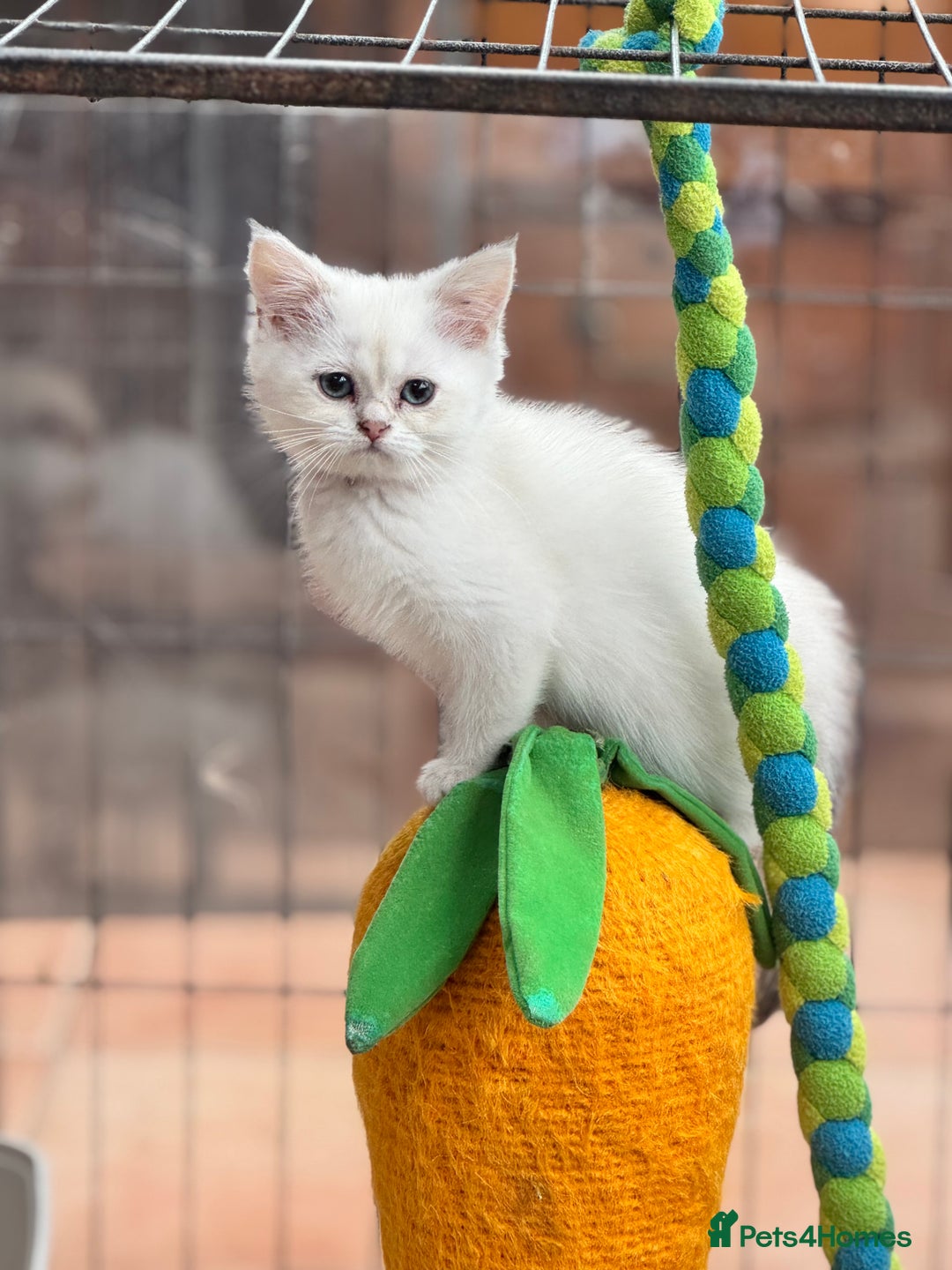 British Shorthair cats for sale: Champion sired Golden Colourpoint Kittens  - Image 13