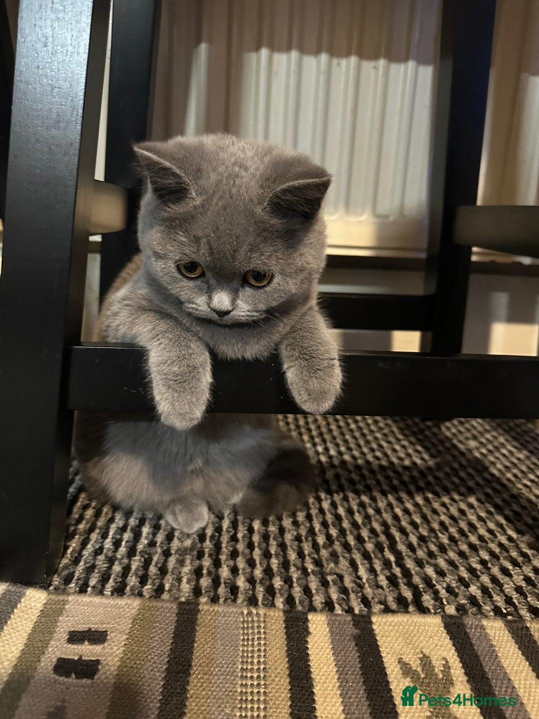 British Shorthair cats for sale: British Shorthair GCCF Registered Kittens  - Advert 5