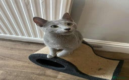 Russian Blue cats for sale: Russian blue  - Image 10