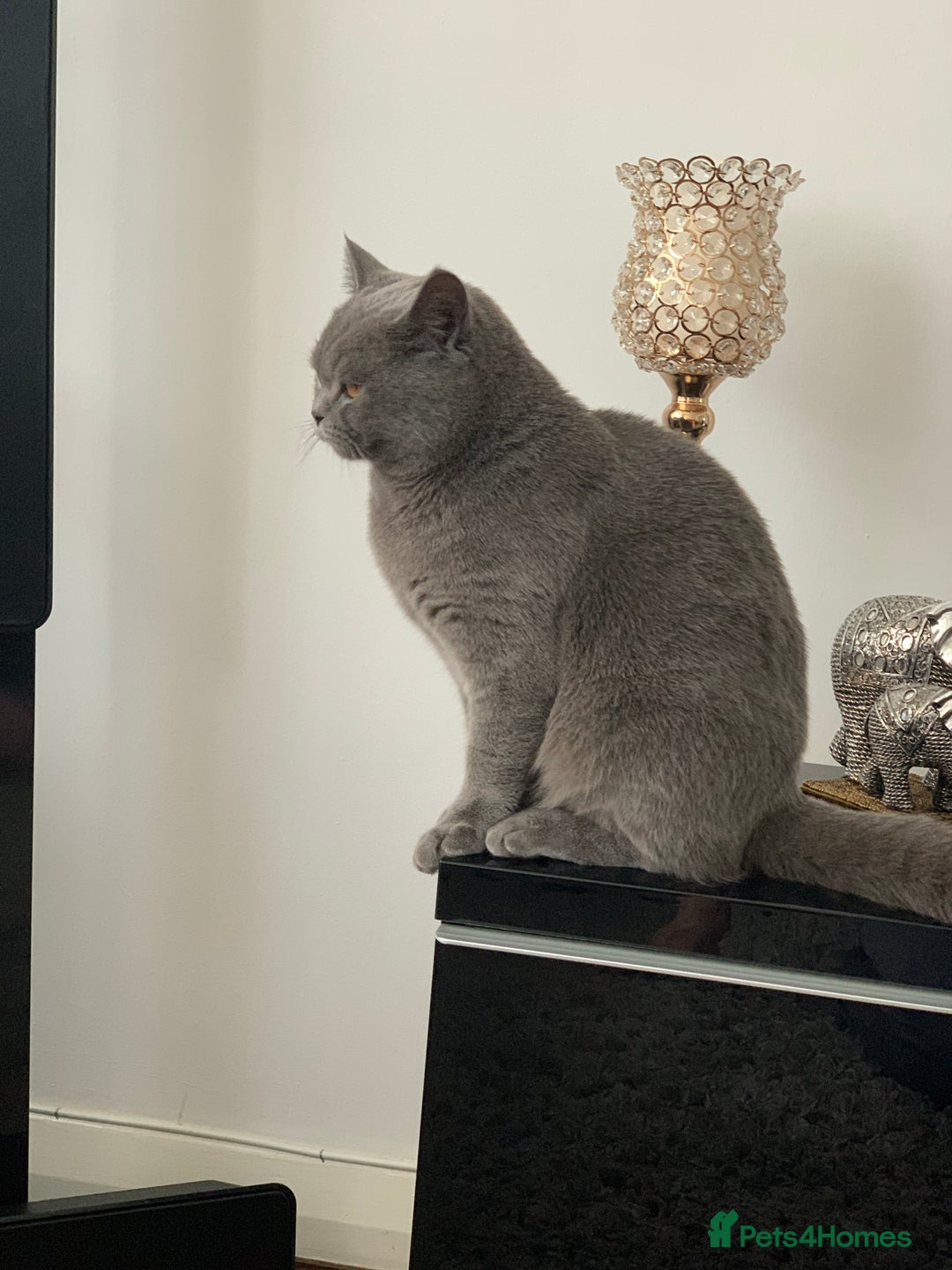 British Shorthair cats for sale: British Shorthair Female - Image 4