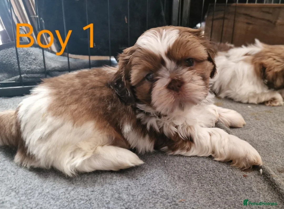 Shih Tzu dogs for sale: Quality Half Imperial Shihtzus. - Advert 2