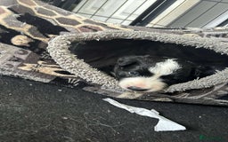 Border Collie dogs for sale: Beautiful Border collie Puppies - Image 11