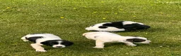 English Springer Spaniel dogs for sale: KC springer spaniels 1 male left ready to go  - Advert 39