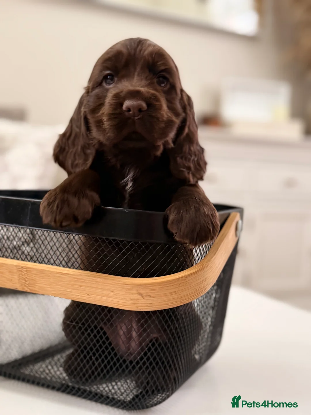 Cocker Spaniel dogs for sale: Show cocker spaniels  - Advert 8