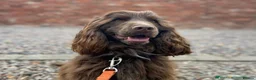 Cocker Spaniel dogs for sale: KC reg Show-type Chocolate & Choc Sable puppies in Brecon - Advert 34