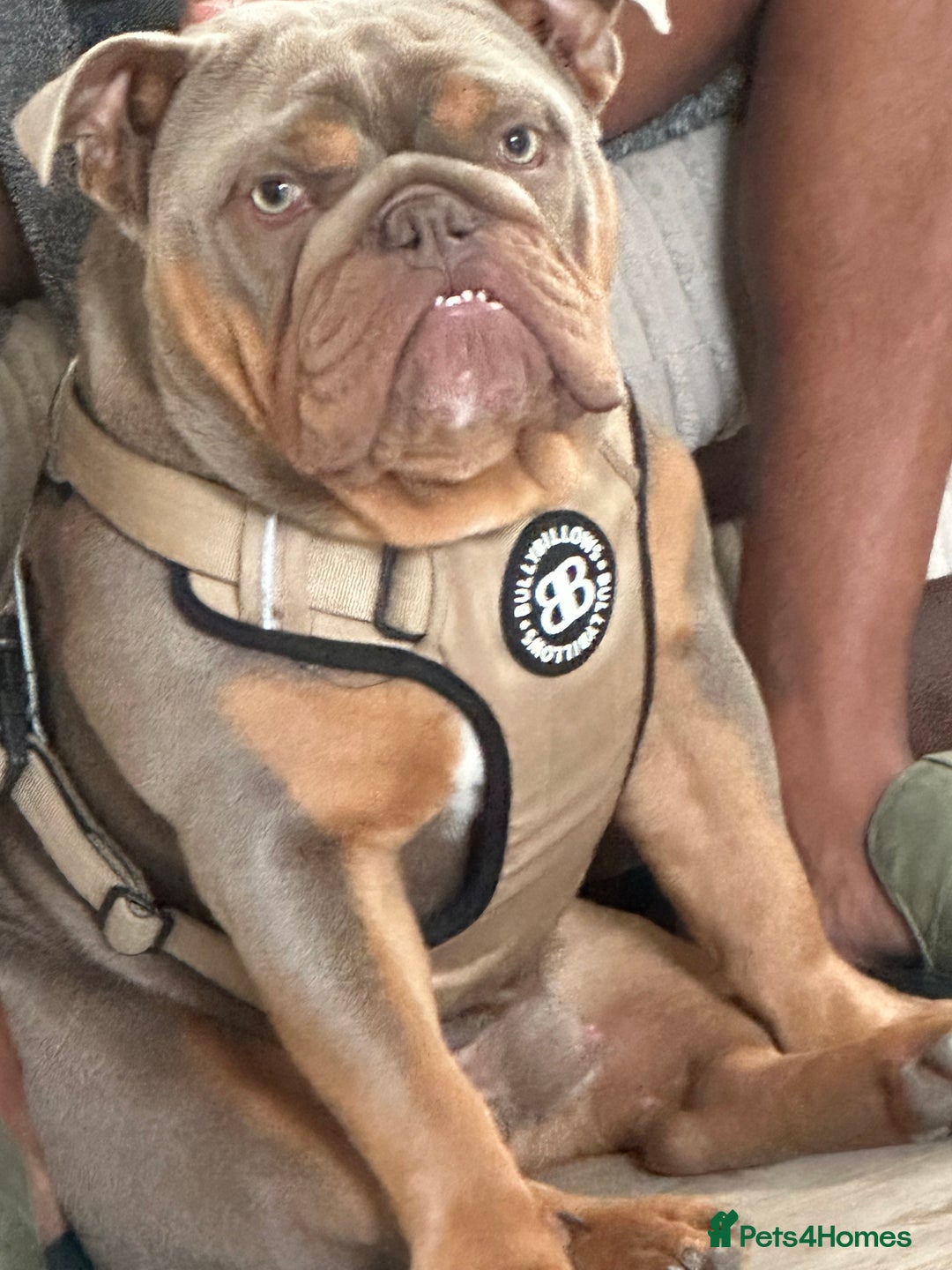 English Bulldog dogs for sale: Loving new home needed  - Image 2
