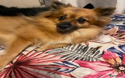 Pomeranian dogs for sale: ****7 Tri/parti Pom pups 3 girls left ** deposit - Image 11