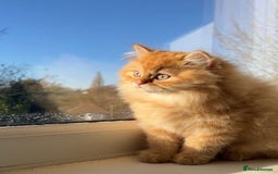 British Longhair cats for sale: We have 2 adorable Boy - Advert 2