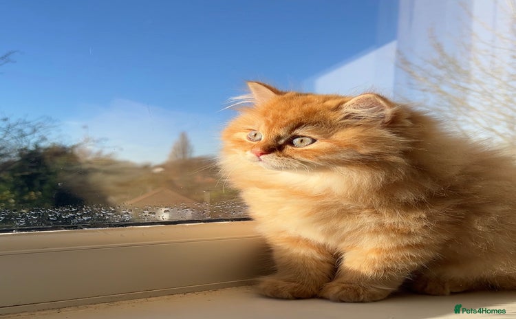 British Longhair cats We have 2 adorable Boy - Advert 4