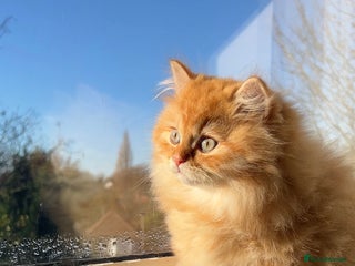 British Longhair cats We have 2 adorable Boy - Advert 15