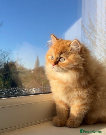 British Longhair cats We have 2 adorable Boy - Advert 4