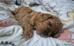 Cavapoo dogs for sale: Beautiful red cavapoo babies - Image 1