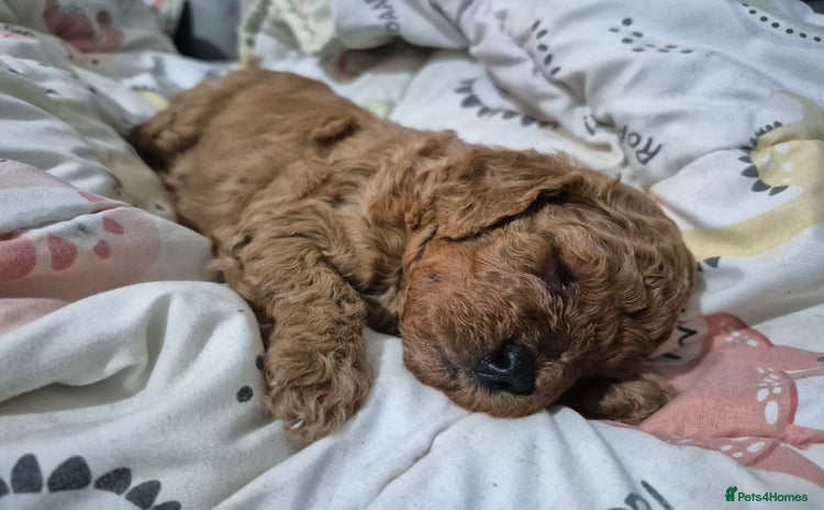 Cavapoo dogs - Advert 2