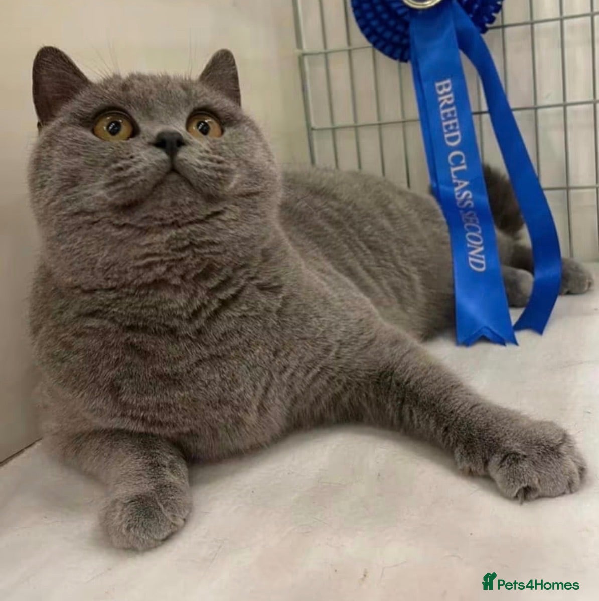 British Shorthair cats British shorthair blue female  - Advert 2