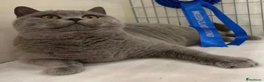 British Shorthair 1