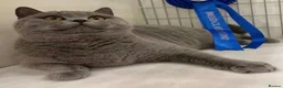 British Shorthair cats for sale: British shorthair blue female  - Advert 2