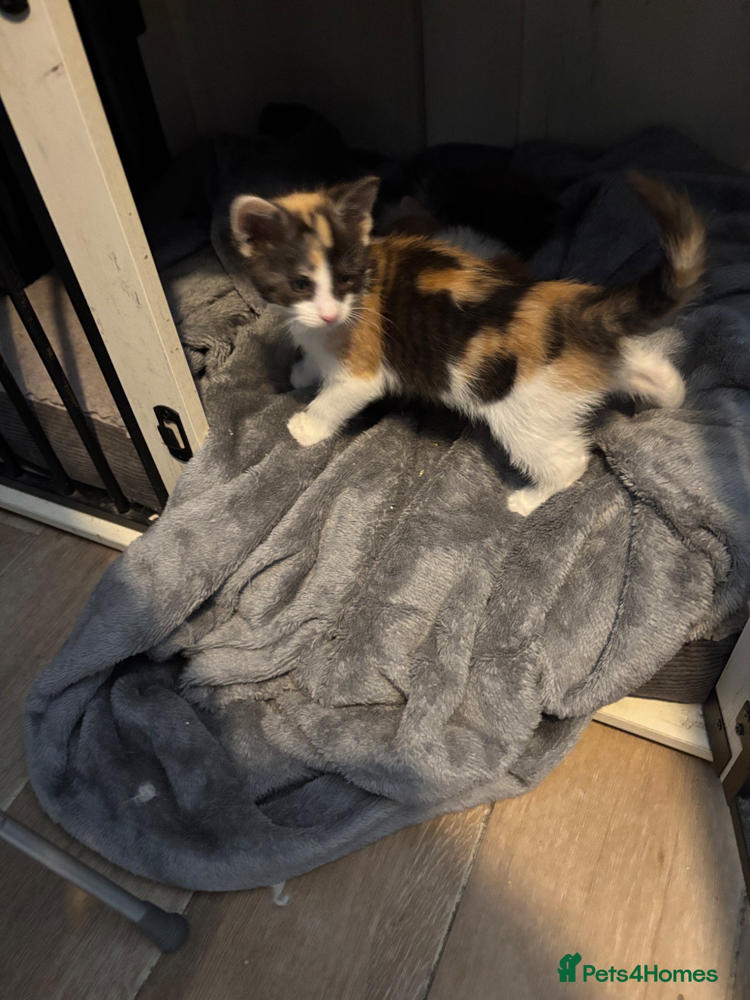 Mixed Breed cats for sale: Last 1 Stunning calico looking for forever home - Advert 10