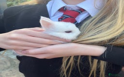 Netherland Dwarf rabbits for sale: Netherland dwarf bunnies for sale - Image 6