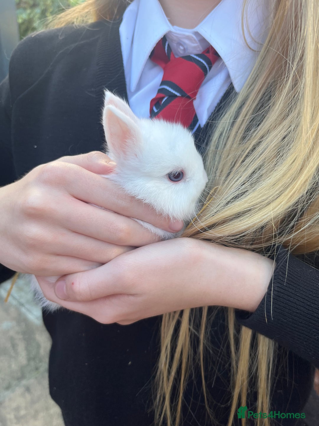 Netherland Dwarf rabbits for sale: Netherland dwarf bunnies for sale - Image 6