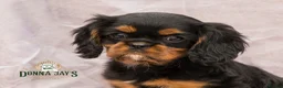 Cavalier King Charles Spaniel dogs for sale: Donna Jays Petite Cavaliers 🌟🌟🌟🌟🌟 - Advert 6