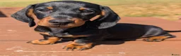 Miniature Dachshund dogs for sale: Quality KC/ PRA clear Miniature Dachshund Puppies  - Advert 6