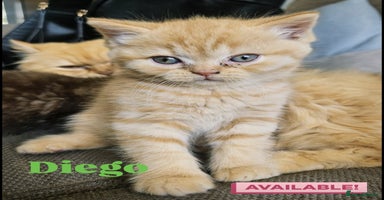 British Shorthair cats - Advert 8