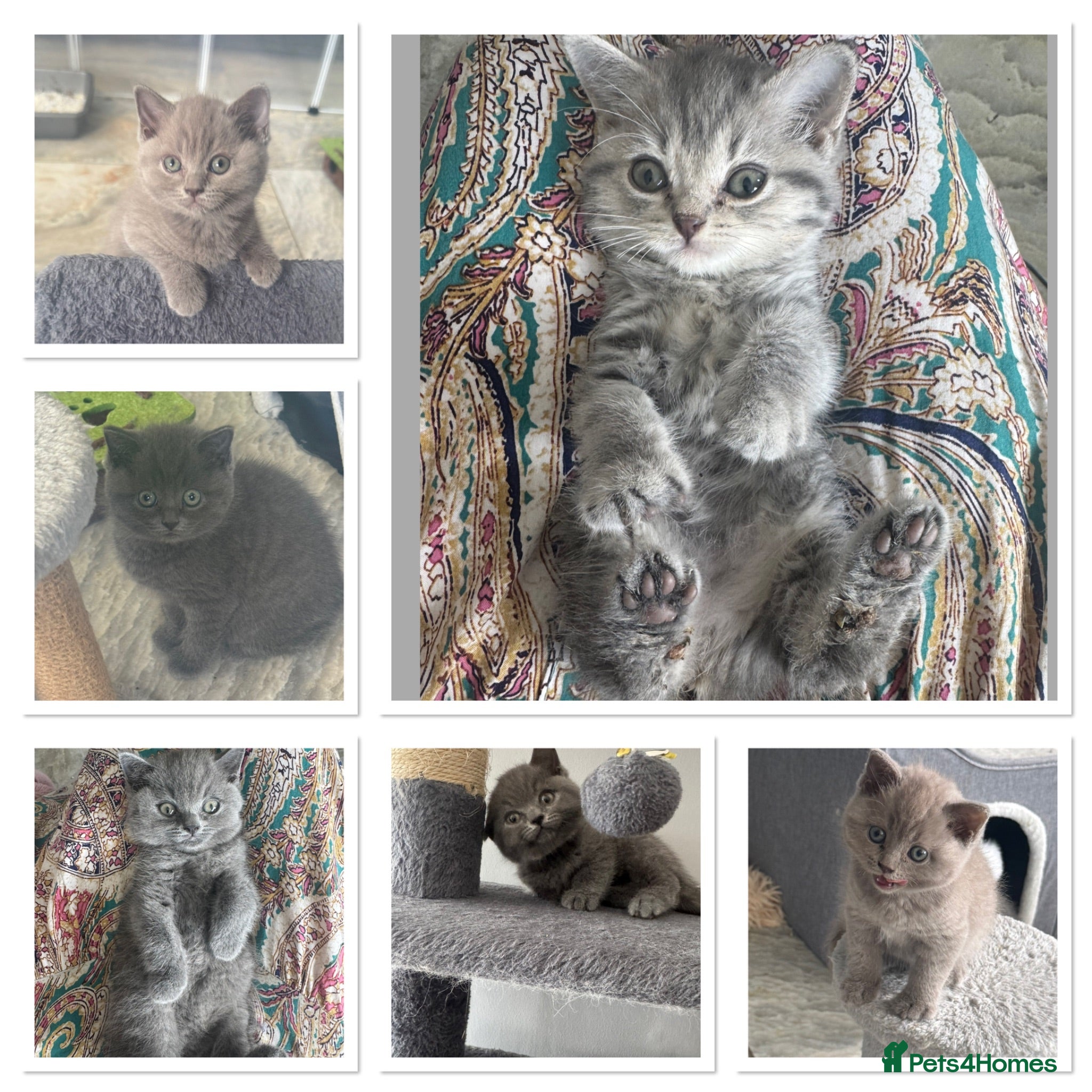 British Shorthair cats British shorthair x ragdoll  - Advert 2