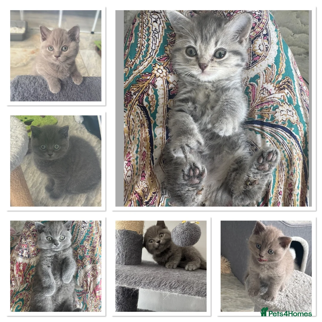 British Shorthair cats for sale: British shorthair x ragdoll  - Advert 1
