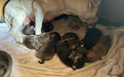 Mixed Breed dogs for sale: Staff plus Staff Jack Puppies  - Advert 13