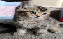 British Shorthair cats for sale: British Shorthair kittens - Image 8