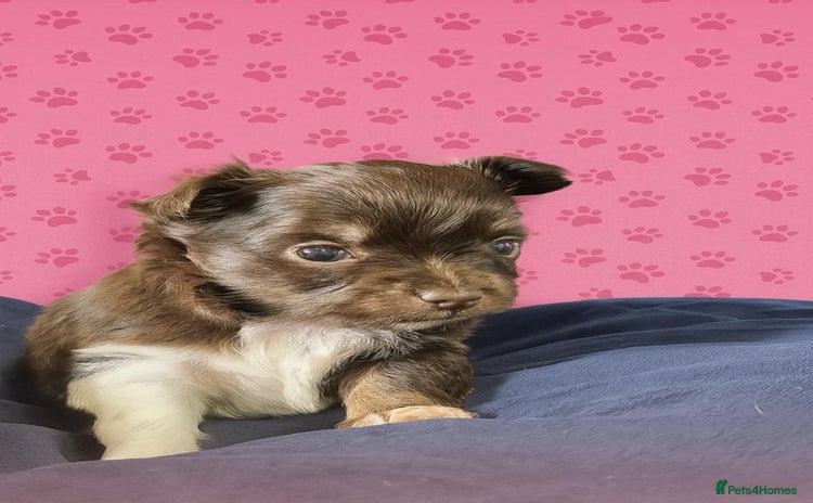 Chihuahua dogs - Advert 4