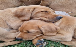 Labrador Retriever dogs for sale: KC Reg Fox-red Lab puppies, working type - Image 5