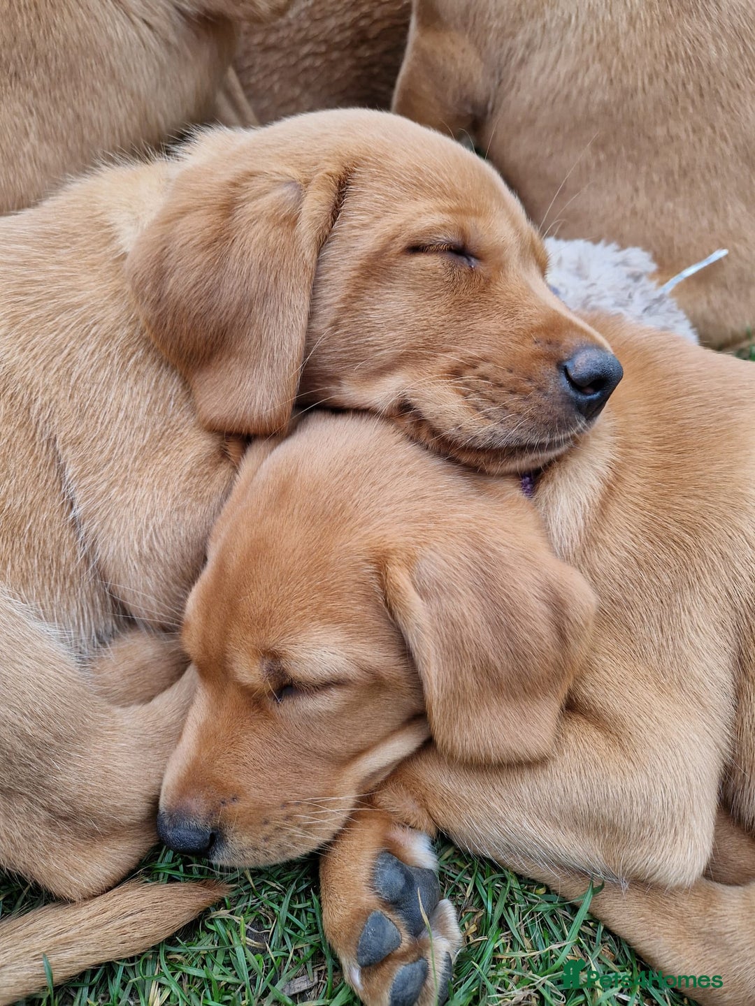 Labrador Retriever dogs for sale: KC Reg Fox-red Lab puppies, working type - Image 5