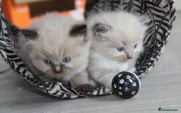 Ragdoll cats for sale: 💎 OUTSTANDING QUALITY MINK ragdoll kittens 💎 - Image 3
