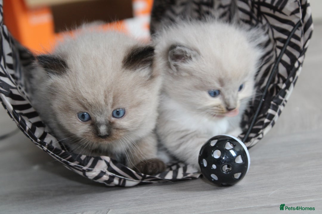 Ragdoll cats for sale: 💎 OUTSTANDING QUALITY MINK ragdoll kittens 💎 - Image 3